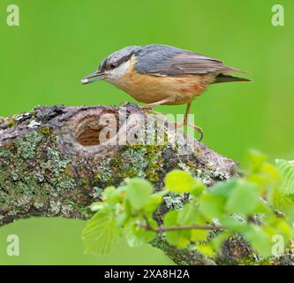 Nuthatch eurasiatico (Sitta europaea). Un animale adulto su un ramo con cibo nel becco, Germania Foto Stock