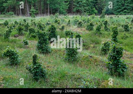 Faggio comune (Fagus sylvatica), questi alberi hanno sofferto per anni, forse anche decenni, di avvistamento da cervi rossi e caprioli. Germania Foto Stock