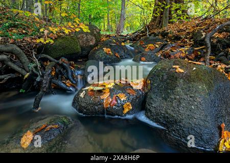 Faggio comune, faggio europeo (Fagus sylvatica). Insenatura in una foresta autunnale. Schleswig-Holstein, Germania Foto Stock