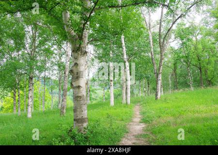 Betulla di carta (Betula papyrifera) in un arboreto. Germania Foto Stock