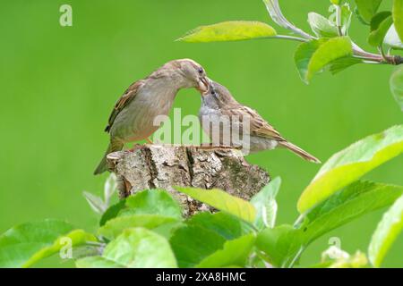 Passero (Passer domesticus). Donna adulta che dà da mangiare in un frutteto. Germania Foto Stock