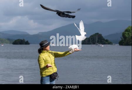 LIN Xiaohong dà da mangiare agli uccelli sulle rive del lago Windermere in Cumbria. Data foto: Mercoledì 5 giugno 2024. Foto Stock