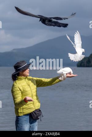 LIN Xiaohong dà da mangiare agli uccelli sulle rive del lago Windermere in Cumbria. Data foto: Mercoledì 5 giugno 2024. Foto Stock