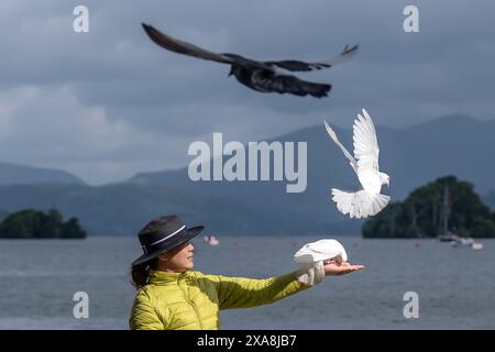 LIN Xiaohong dà da mangiare agli uccelli sulle rive del lago Windermere in Cumbria. Data foto: Mercoledì 5 giugno 2024. Foto Stock