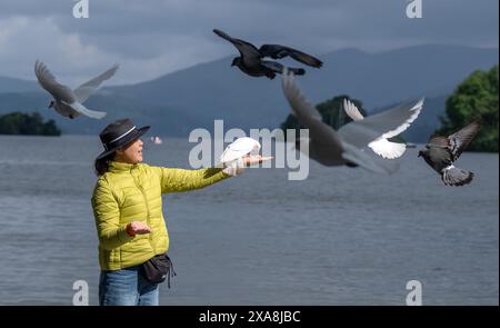 LIN Xiaohong dà da mangiare agli uccelli sulle rive del lago Windermere in Cumbria. Data foto: Mercoledì 5 giugno 2024. Foto Stock