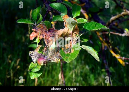 Codling Moth (Cydia pomonella). Caterpillar è presente su una filiale di mele. Germania Foto Stock