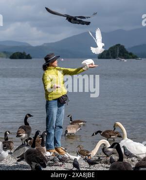 LIN Xiaohong dà da mangiare agli uccelli sulle rive del lago Windermere in Cumbria. Data foto: Mercoledì 5 giugno 2024. Foto Stock