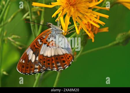 Ammiraglio bianco (Limenitis camilla, Ladoga camilla). Farfalla appena schiusa che asciuga le ali su un fiore giallo. Germania Foto Stock