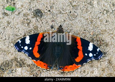 Ammiraglio rosso (Vanessa atalanta) appoggiato sulla sabbia. Germania Foto Stock