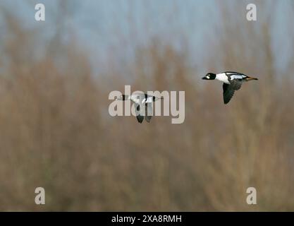 Occhio d'oro comune, anatra oculare (Bucephala clangula), coppia in volo, Paesi Bassi, Maasvallei Grevenbich Foto Stock