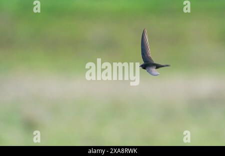 Swift eurasiatico (Apus apu), in volo, vista dall'alto, Paesi Bassi, Limburgo, Maasband Foto Stock