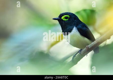 Wattle-eye dal collo nero, Wattle-eye di Reichenow (Platysteira chalybea), uomo che appollaiava su un ramo, Guinea Equatoriale Foto Stock