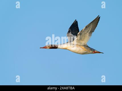 Goosander (Mergus merganser), donna in volo, Paesi Bassi, Maasvallei Grevenbich Foto Stock