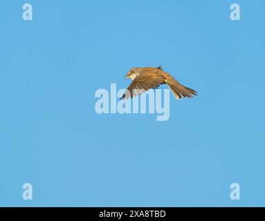 Gola bianca (Sylvia communis, Curruca communis), uomo adulto in volo nel cielo blu, Paesi Bassi, Limburgo, Maasvallei Grevenbich Foto Stock