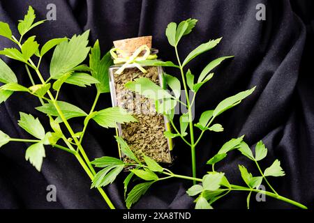 Cestini da giardino, semi di vescica (Levisticum officinale), foglie di cestini, freschi ed essiccati e schiacciati in un barattolo Foto Stock