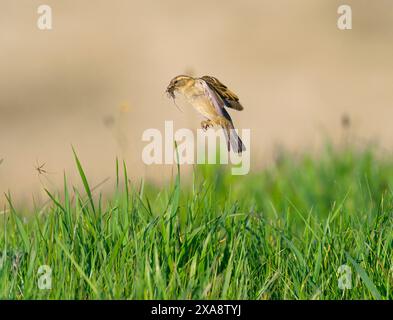 Passero domestico (Passer domesticus), donna volante con insetti catturati nel becco cerca cibo in un prato, nei Paesi Bassi, Maasvallei Grensmaas Foto Stock