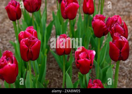 Primo piano dell'arco di trionfo del tulipano tulipa da giardino fiorito dalla primavera rossa. Foto Stock