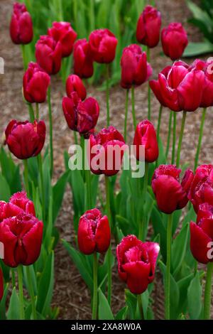 Primo piano dell'arco di trionfo del tulipano tulipa da giardino fiorito dalla primavera rossa. Foto Stock