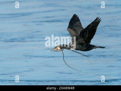 Grande cormorano (Phalacrocorax carbo), adulto in volo sull'acqua del fiume Maas che trasporta ramoscelli come materiale di nidificazione nel suo conto, Paesi Bassi, Maasvall Foto Stock