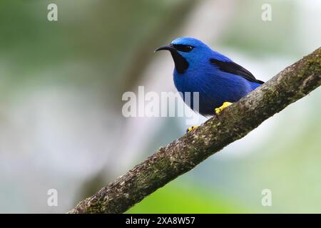 Brillante crepuscolo (Cyanerpes lucidus), maschio arroccato su un ramo in una foresta pluviale, Panama Foto Stock