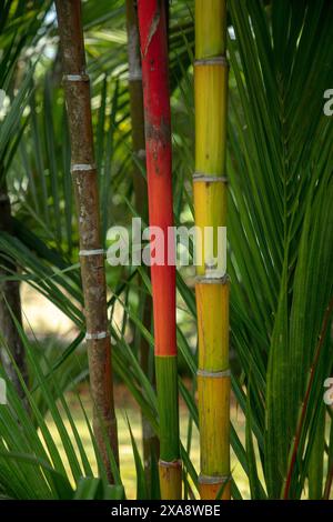 Primo piano dei tronchi rossi, foglie verdi e midrib rossi del giardino tropicale ornamentale delle palme cyrtostachys renda. Foto Stock