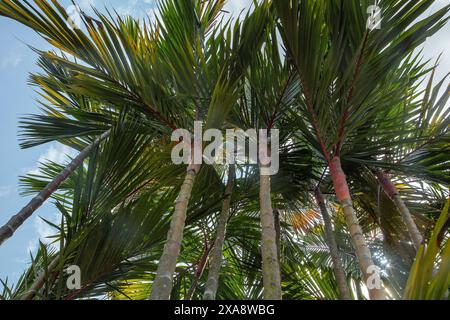 Primo piano dei tronchi rossi, foglie verdi e midrib rossi del giardino tropicale ornamentale delle palme cyrtostachys renda. Foto Stock