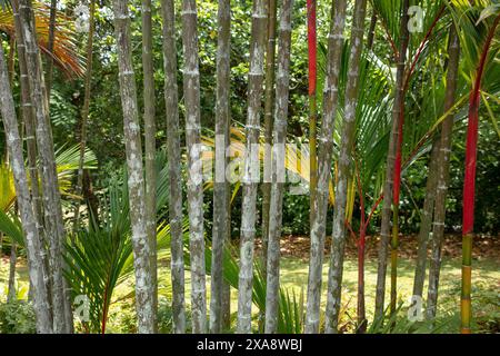 Primo piano dei tronchi rossi, foglie verdi e midrib rossi del giardino tropicale ornamentale delle palme cyrtostachys renda. Foto Stock