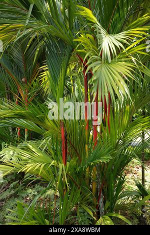 Primo piano dei tronchi rossi, foglie verdi e midrib rossi del giardino tropicale ornamentale delle palme cyrtostachys renda. Foto Stock