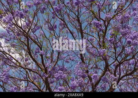 jacaranda albero in fiore contro il cielo blu, esperienza africana Foto Stock