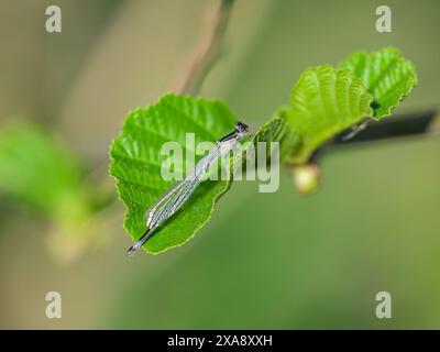 Una damselfly dalla coda blu (Ischnura elegans) che riposa su una foglia, giornata di sole in primavera (Austria) Foto Stock