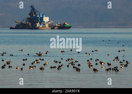 Anatre e draghe di sabbia, lago Neuchâtel in Svizzera Foto Stock