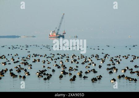 Anatre e draghe di sabbia, lago Neuchâtel in Svizzera Foto Stock