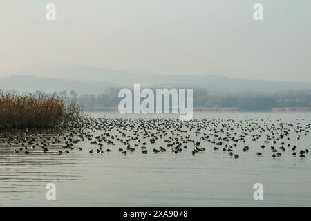 Anatre subacquee, riserva naturale grande Caric, lago di Neuchâtel, Svizzera Foto Stock