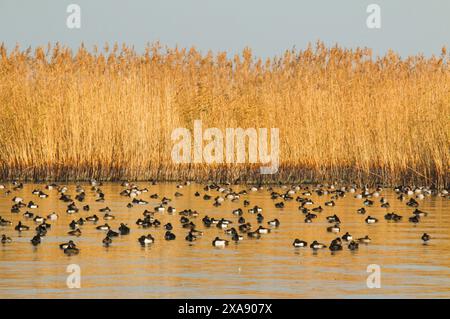 Anatre da immersione al riparo dal letto di canne, riserva naturale grande Caric, lago Neuchâtel in Svizzera Foto Stock