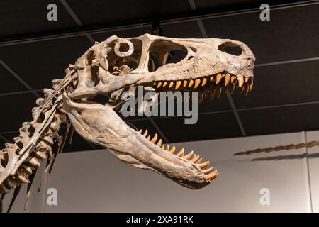 Cranio di Utahraptor ostrommaysi, il più grande dei rapaci del periodo giurassico nel BYU Paleontology Museum di Provo, Utah. Foto Stock