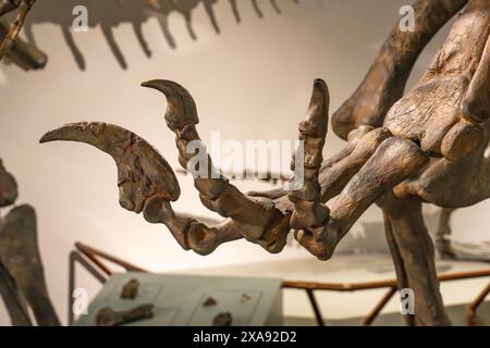 Artiglio a piedi di Utahraptor ostrommaysi, il più grande dei rapaci del periodo giurassico nel BYU Paleontology Museum di Provo, Utah. Foto Stock