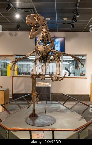 Scheletro di Utahraptor ostrommaysi, il più grande dei rapaci del periodo giurassico nel BYU Paleontology Museum di Provo, Utah. Foto Stock