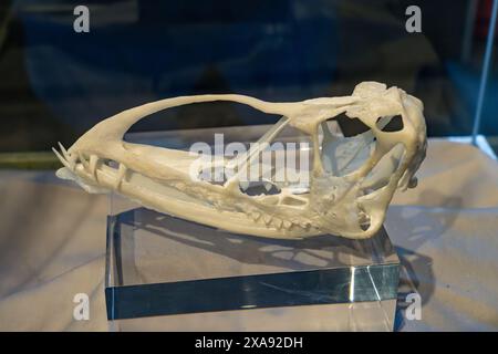 Cranio di Caelestiventus hanseni, un rettile volante pterosauride, nel BYU Paleontology Museum di Provo, Utah. Foto Stock