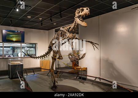 Scheletro di Utahraptor ostrommaysi, il più grande dei rapaci del periodo giurassico nel BYU Paleontology Museum di Provo, Utah. Foto Stock