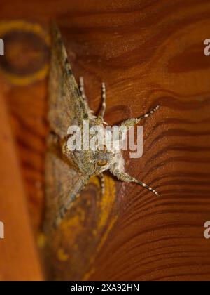 Un underwing rosso francese appoggiato su legno di un capannone, Austria Foto Stock