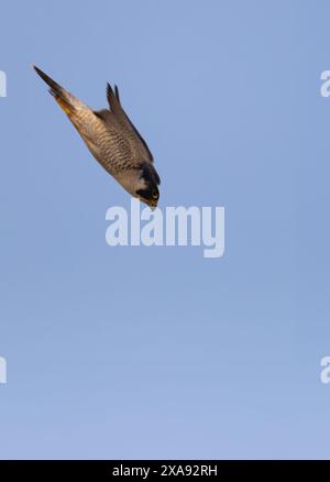 Falco peregrino maschio adulto (Falco peregrinus) in una scalinata per preda, Norfolk Foto Stock