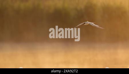 Un terno comune (Sterna hirundo) in volo all'alba su un lago coperto di nebbia, Oxfordshire Foto Stock