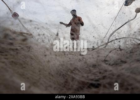 5 giugno 2024, Cox's Bazar, Chittagong, Bangladesh: Pescatori che preparano le reti da pesca per pescare il pesce sulla spiaggia di Cox's Bazar, Bangladesh. Il sostentamento della comunità dei pescatori dipende in larga misura dalla pesca. Con ogni nodo e regolazione, onorano una tradizione senza tempo di sostentamento che si armonizza con i ritmi del mondo naturale. Cox's Bazar, la spiaggia marina naturale più lunga del mondo, si estende per oltre 120 chilometri lungo la costa sud-orientale del Bangladesh. Rinomato per le sue sabbie dorate, i vivaci tramonti e il surf ondulato, attrae milioni di turisti ogni anno. (Immagine di credito: © Joy Foto Stock