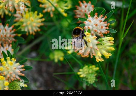 Vista ravvicinata di un nettare che raccoglie le bombe dai vibranti fiori di trifoglio giallo. Foto Stock