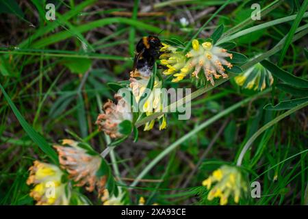 Vista ravvicinata di un nettare che raccoglie le bombe dai vibranti fiori di trifoglio giallo. Foto Stock