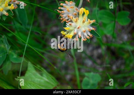 Vista ravvicinata di un nettare che raccoglie le bombe dai vibranti fiori di trifoglio giallo. Foto Stock