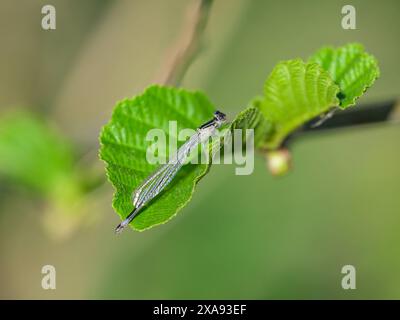 Una damigella dalla coda blu Ischnura elegans che riposa su una foglia, giornata di sole in primavera Austria Reichersberg Austria Foto Stock