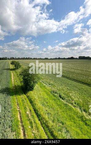 Veduta aerea di un sentiero che attraversa terreni coltivati vicino al villaggio di Chart Suttuon, Kent, Regno Unito. Inizio giugno Foto Stock