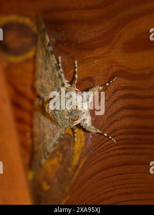 Un underwing rosso francese appoggiato su legno di un capannone, Austria Austria Foto Stock