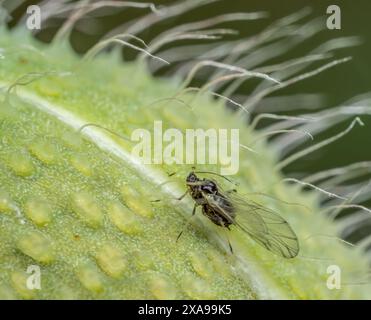 Primo piano di scavenging afide su una testa di papavero in fase di maturazione Foto Stock